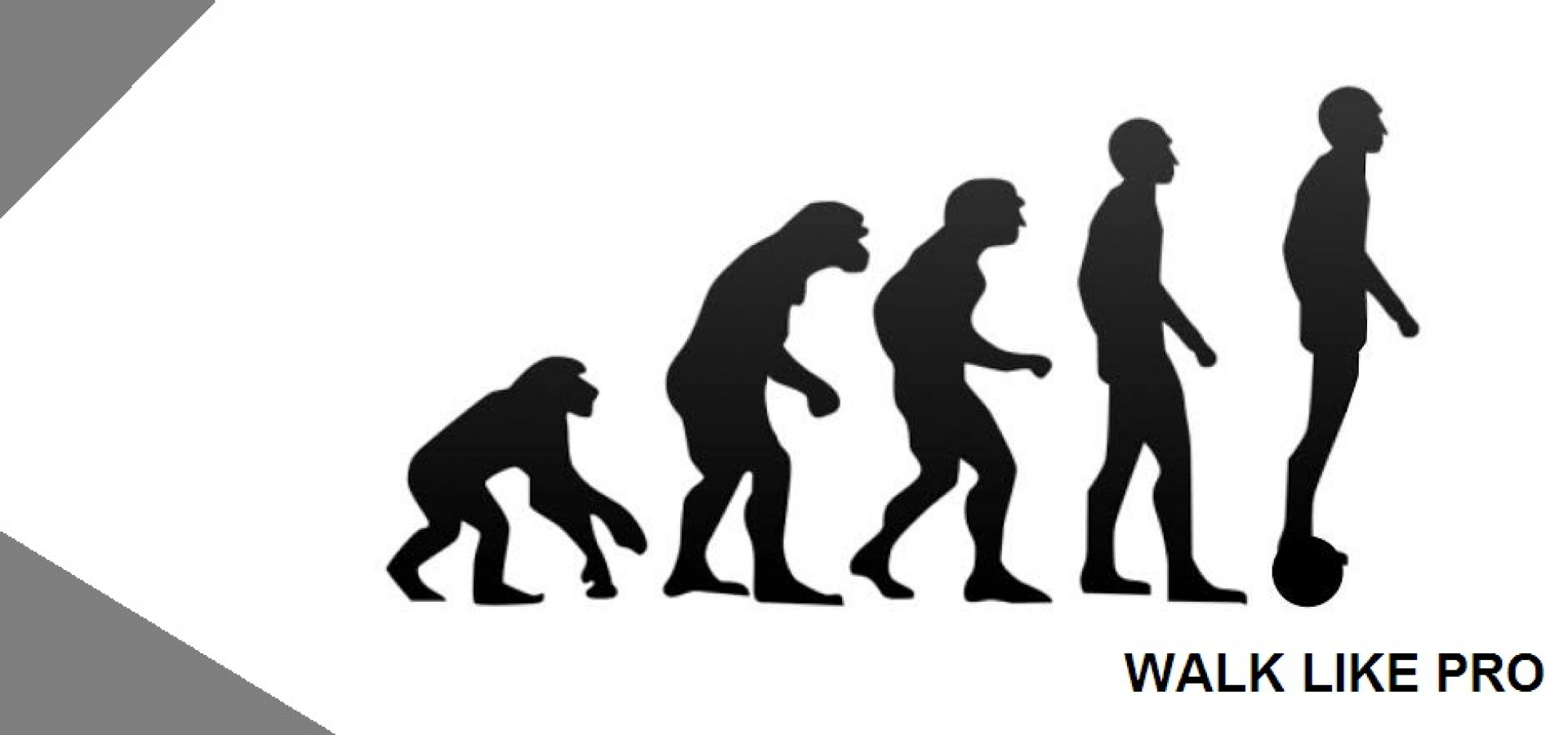 Эволюция Дарвина в картинках